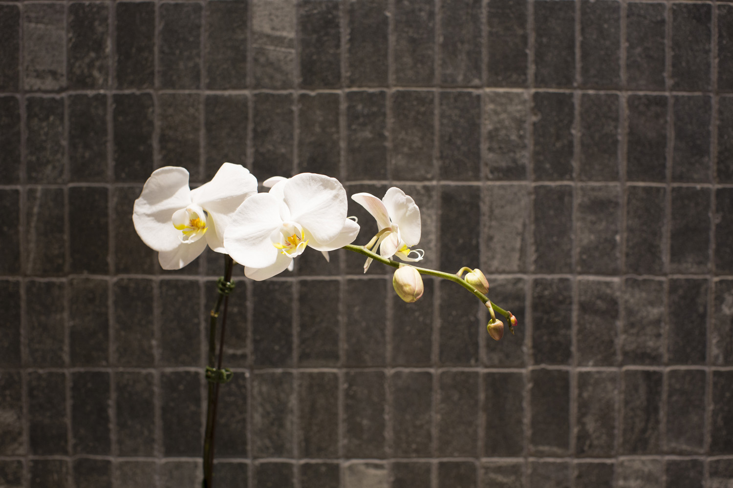 Basalt_Studio_Interior_Design_Sydney_Retail_Shop_Beauty_Salon_Umi_Nails_Warringah_Westfield