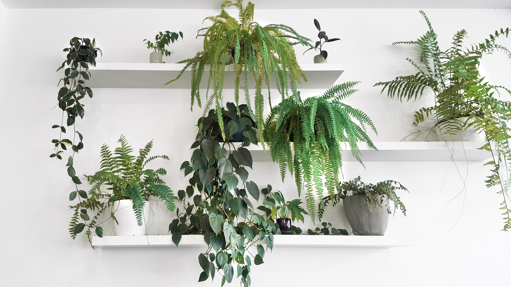 Basalt_Studio_Interior_Design_Designer_Architecture_Sydney_Restaurant_Cafe_Retail_Food_Green_Wall_Plants_Tiles_Minimal_Modern_Counter_Coffee_Timber1
